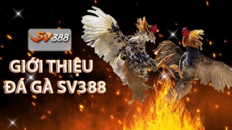 Phản hồi của người dùng về xổ số Yue88 - Yue88